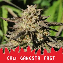 Сali Gangsta Fast, Фасовка: 5